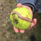 verdeterresurunepomme.jpg